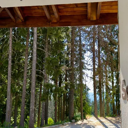 Forest Light * Pamporovo
